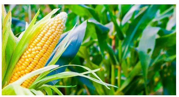 Imagem de compartilhamento para o artigo Imea aponta safra de milho 5,55% mais cara em 24/25; preços são insuficientes da MS Todo dia